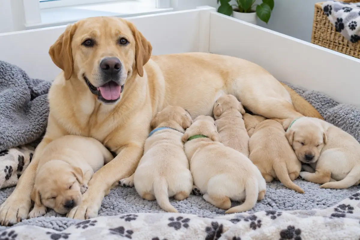 How to Find a Responsible Dog Breeder (and Avoid Puppy Mills)