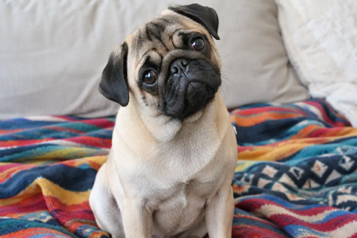 Pug dog